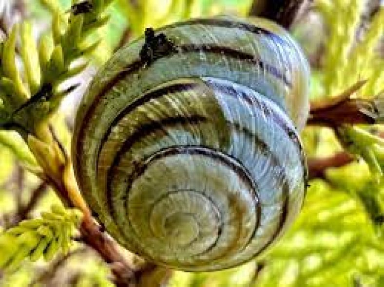 How to Take Macro Photos and Macro Videos on your iPhone 13 Pro