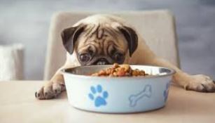 Best Dog Food Delivery Services 
