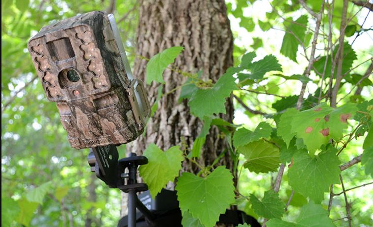The Best Budget Trail Cameras 2026 September: for every budget and need