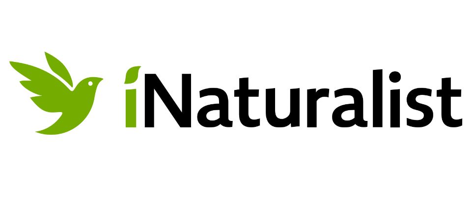 Best eBird Alternatives